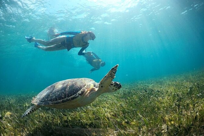 Cancun Combo Adventure: 4 Reef Snorkeling Stops & Parasailing - Four snorkeling stops with four different purposes