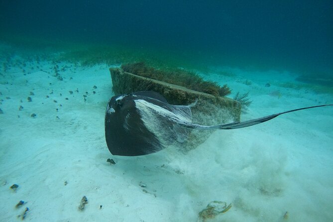 Cancun Fly and Swim Parasailing and Snorkeling Combo Tour - Four snorkeling stops and two hours in the water