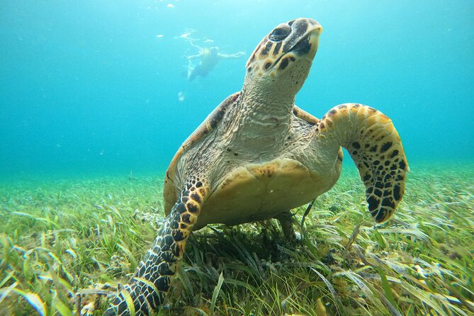 Cancun Fly and Swim Parasailing and Snorkeling Combo Tour - Museo Subacuático de Arte and The Blessings
