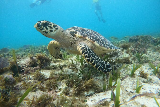 Cancun Fly and Swim Parasailing and Snorkeling Combo Tour - The shipwreck, coral reef, and grassy seabed