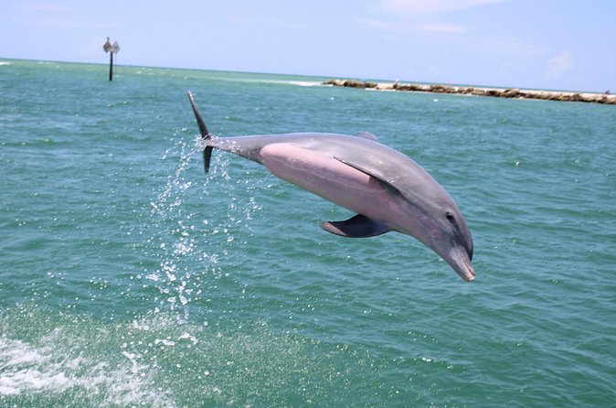 Experience Parasailing in Sarasota - Jason and Max Set the Tone