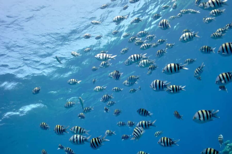 Hurghada: Glass Boat & Snorkeling with Optional Parasailing - Seeing the reef through the semi-submarine windows
