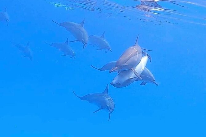 Private Speedboat To Dolphin House With Parasailing - Hurghada - Snorkeling above coral and tropical fish
