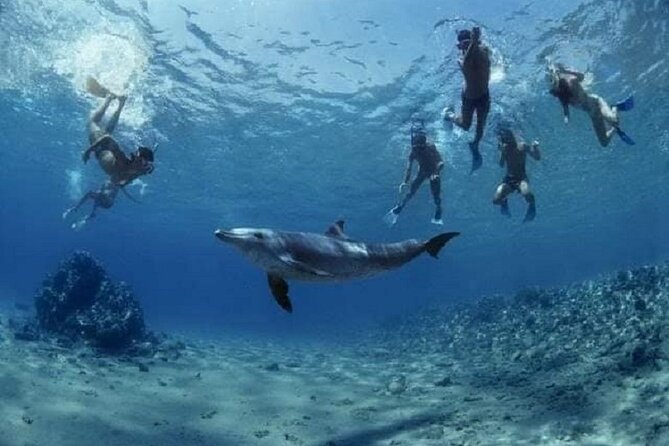 Private Speedboat To Dolphin House With Parasailing - Hurghada - Parasailing adds the best change of pace