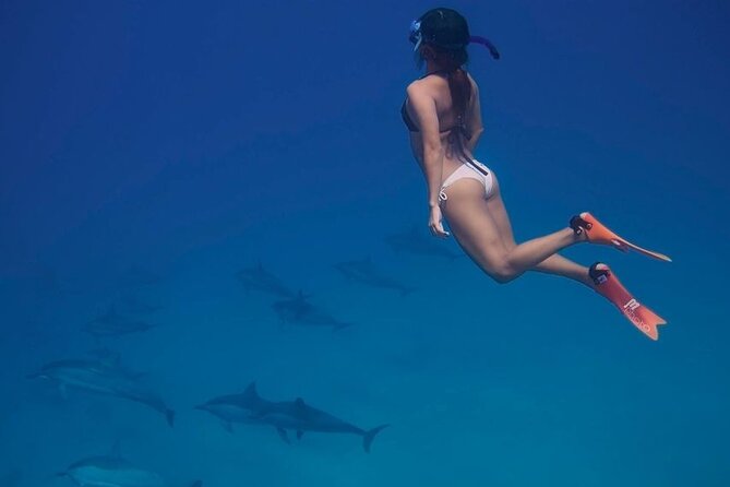 Private Speedboat To Dolphin House With Parasailing - Hurghada - What the $80 price really covers