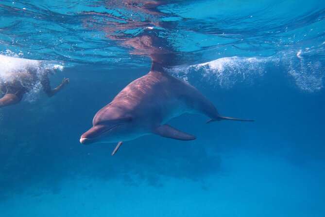 Private Speedboat To Dolphin House With Parasailing - Hurghada - Who will enjoy this Hurghada trip most