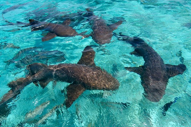 Sharks & Stingrays Snorkeling in Punta Cana with Parasailing - Snorkeling With Nurse Sharks and Tropical Fish