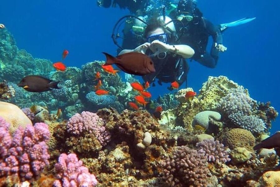 Sharm El-Sheikh: Parasailing, Camel Ride, Dive & Quad Bike - Parasailing above Sharm El-Sheikh
